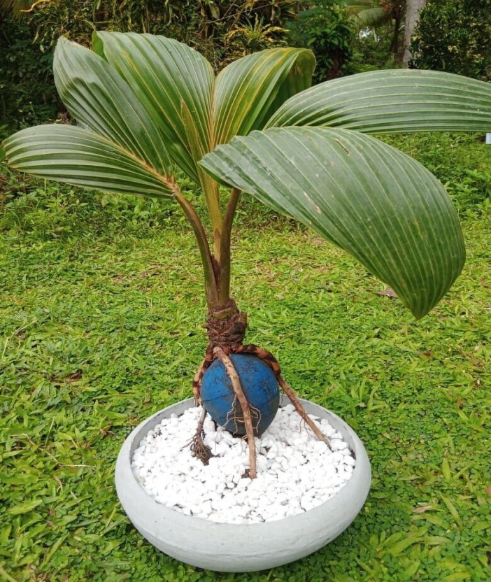 BONSAI Coconut plant. Real coconut palm, starter for Bonsai project BONSAI Coconut plant. Real coconut palm, starter for Bonsai project