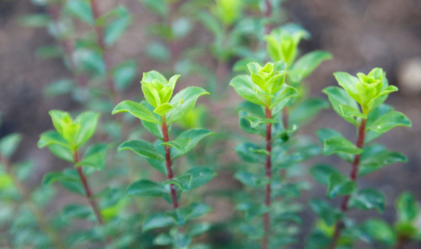 Buchu - African Infusions Buchu - African Infusions