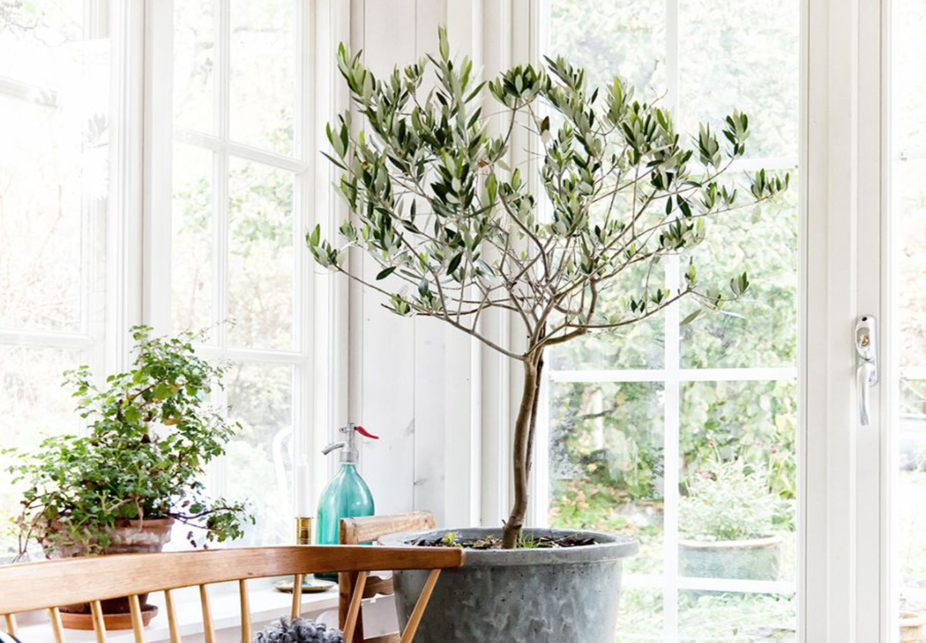 Olive Tree Indoor Care - How to Grow Olive Trees Indoors Olive Tree Indoor Care - How to Grow Olive Trees Indoors