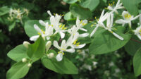 Bush Honeysuckle - Olmsted Parks Conservancy