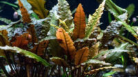 Cryptocoryne Wendtii Red