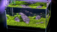 Hemianthus callitrichoides (HC Cuba) Aquarium Plant – An