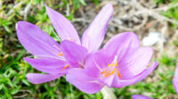 How to Grow and Care for Autumn Crocus