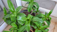 How to Grow and Care for Basket Plant (Callisia Fragrans)