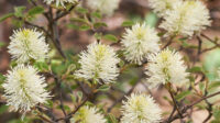 How to Plant and Grow Fothergilla