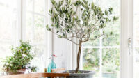 Olive Tree Indoor Care - How to Grow Olive Trees Indoors