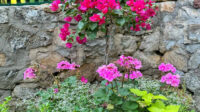 Overwintering Bougainvillea: Yes, You Can Keep It Alive! - Bricks