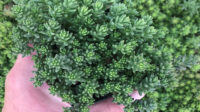 Sedum album 'Coral Carpet' - Stonecrop (